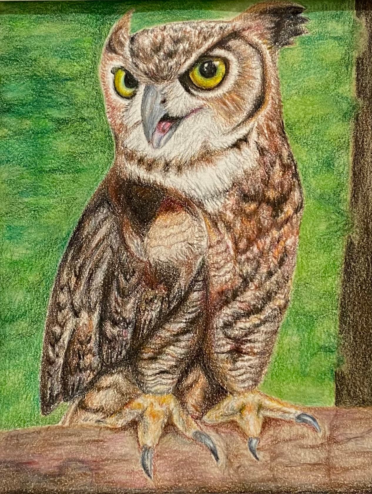 Owl - colored pencil drawing